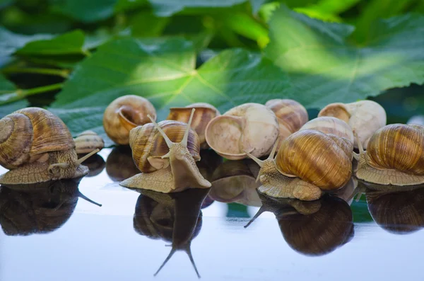 Snail in the garden to walk through the leaves — Stock Photo, Image