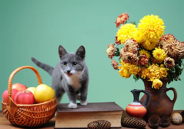 Kat poseren naast bloemen — Stockfoto