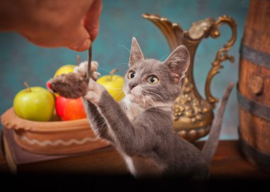 kedi ile oynarken