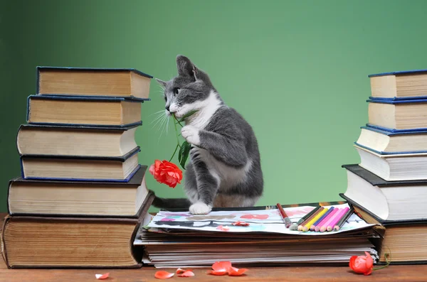 Gato posando com um livro — Fotografia de Stock