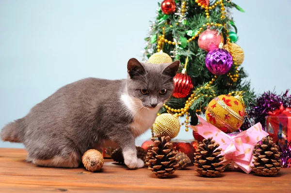 New year's decoratie en de kat — Stockfoto