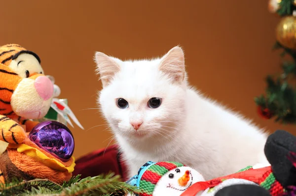 Vit katt spelar — Stockfoto