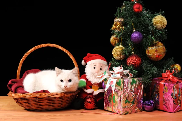 Weiße Katze spielt mit einem Weihnachtsmann — Stockfoto