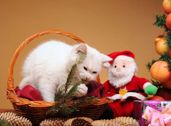 Witte kat spelen met een santa claus — Stockfoto