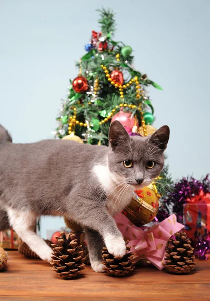 New year's decoratie en de kat — Stockfoto