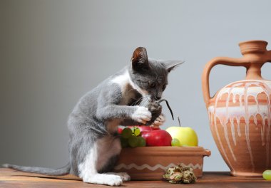 oynayan kedi