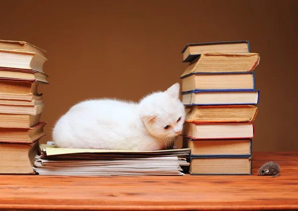 Gato branco olhando para o mouse de pelúcia — Fotografia de Stock