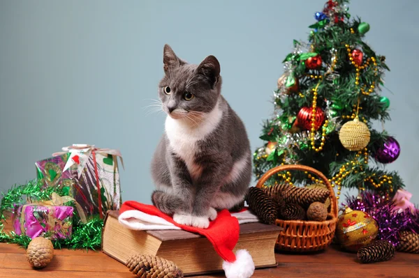 New year's decoratie en de kat — Stockfoto