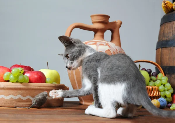 Kattelek – stockfoto