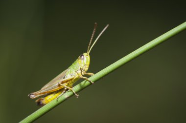 çimenlerin üzerinde dinlenme çekirge