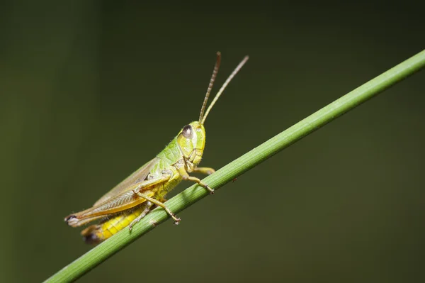 Sauterelle reposant sur l'herbe — Photo