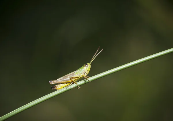 Grasshopper resting on the grass — Stock Photo, Image