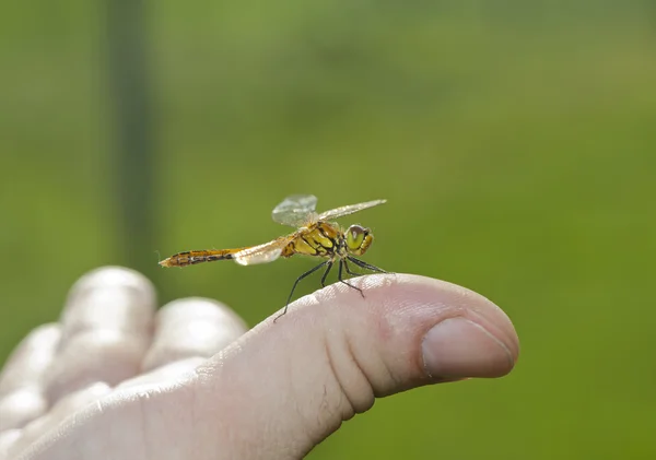 Libélula descansando en su mano —  Fotos de Stock