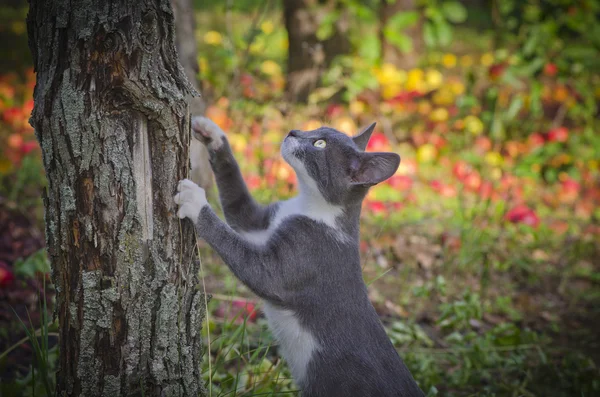 Cat climbs the apple tree — Stock Photo, Image
