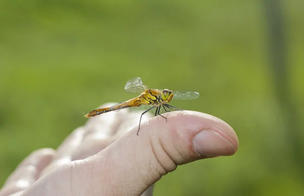 Dragonfly resting on his hand — Stock Photo, Image