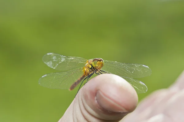 Dragonfly resting on his hand — Stock Photo, Image