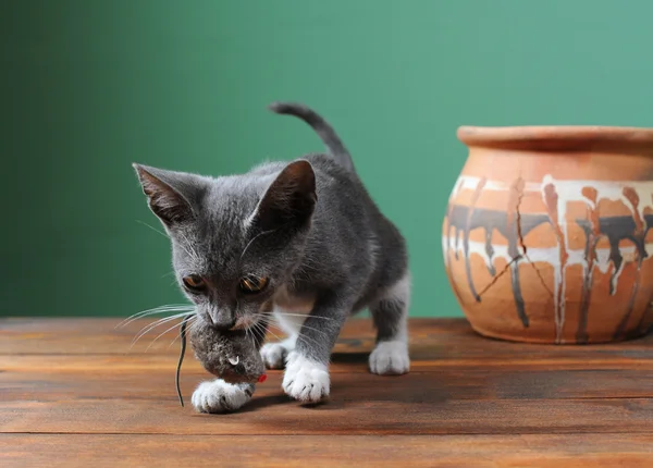 Oynayan kedi — Stok fotoğraf