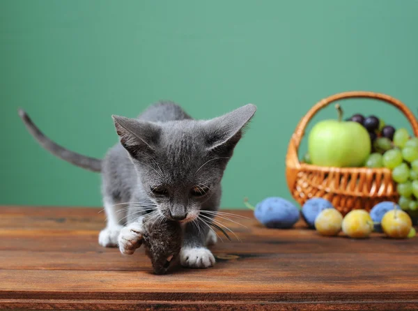 Oynayan kedi — Stok fotoğraf