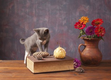 bir Vazoda Çiçekler yanında poz kedi