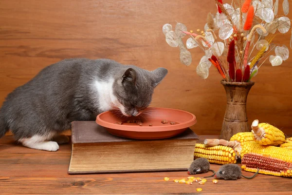 Tablo peluş fareyle oynayan kedi — Stok fotoğraf