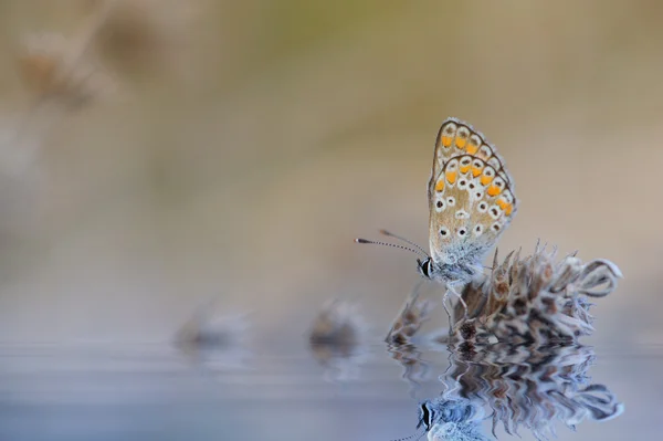 Le papillon repose sur l'herbe — Photo