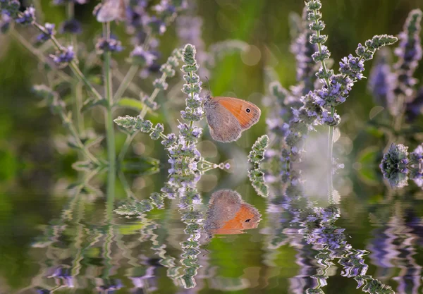 Farfalla sui fiori e riflessione — Foto Stock