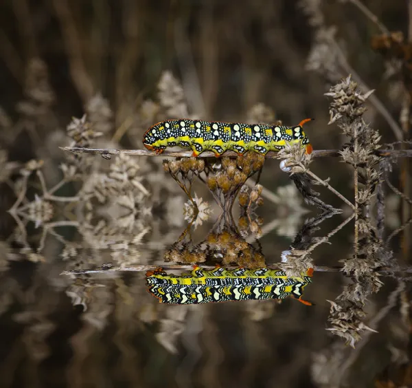 Caterpillar poggia su un ramo e riflessione — Foto Stock