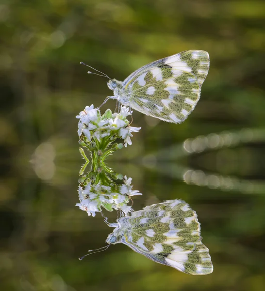 Butterfly on flowers and reflection — Stock Photo, Image