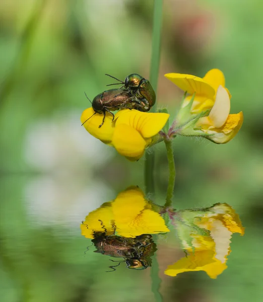 Dos insectos apareándose en flores y reflexión — Foto de Stock