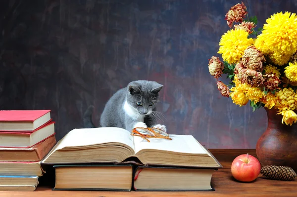 Gato brincando com óculos — Fotografia de Stock