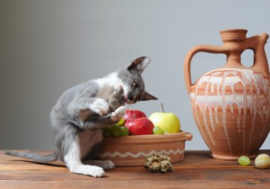 oynayan kedi