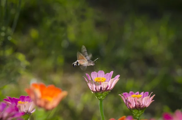 Kelebek hummingbird polen toplar — Stok fotoğraf