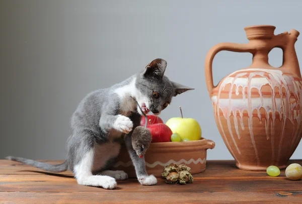 Kat spelen — Stockfoto