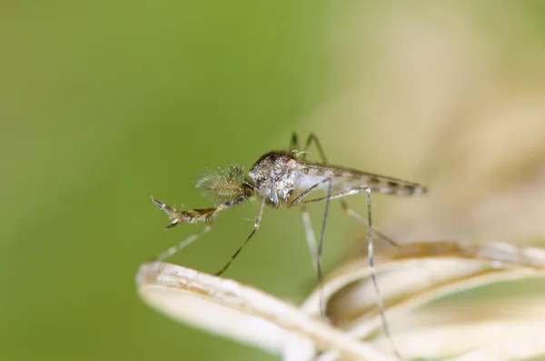 Комарі відпочиває на листі — стокове фото