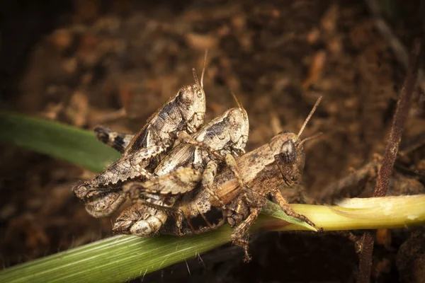 Trzy Grasshoppers krycia w trawie — Zdjęcie stockowe