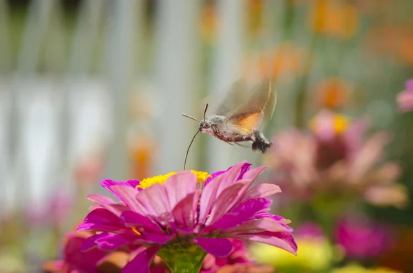 Kelebek hummingbird polen alır — Stok fotoğraf
