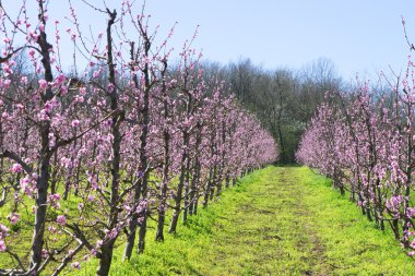 Blossomed fruit garden in the village clipart