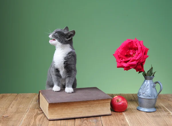 Kedi elma ve çiçekler ile çalış — Stok fotoğraf