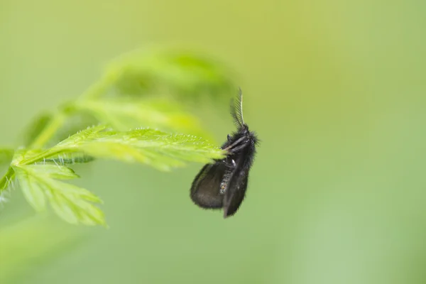 Kupu-kupu hitam beristirahat di rumput — Stok Foto