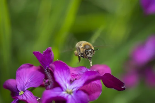 L'abeille recueille le pollen des fleurs — Photo