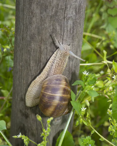 Schnecke wandert auf einem Baum — Stockfoto