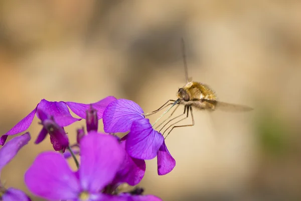 The insect collects pollen from flowers — Stock Photo, Image