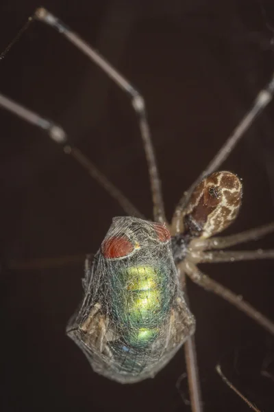 スパイダーは、ネットワークでハエをキャッチ — ストック写真