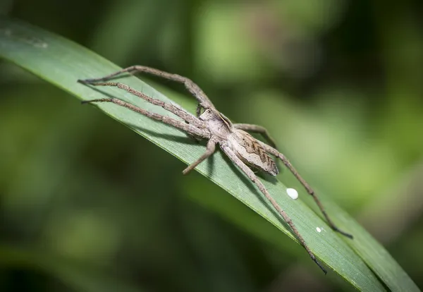 Aranha lobo está descansando nas folhas da grama — Fotografia de Stock