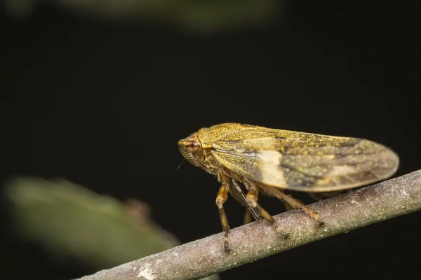 Inseto Cicada descansando em um galho de árvore — Fotografia de Stock