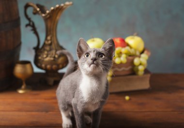 stüdyoda poz için kedi