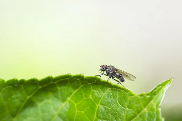 Pequeñas moscas descansando sobre las hojas —  Fotos de Stock