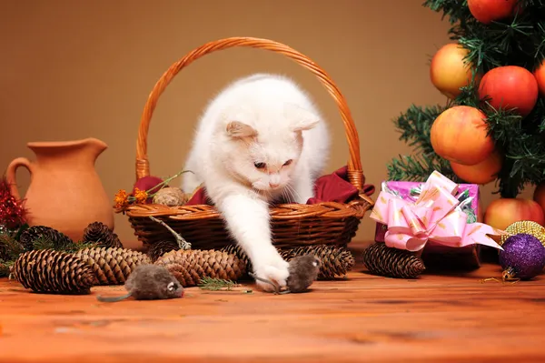 Gato blanco jugando con un peluche ratones —  Fotos de Stock
