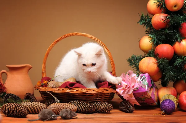 Gatto bianco che gioca con topi peluche — Foto Stock