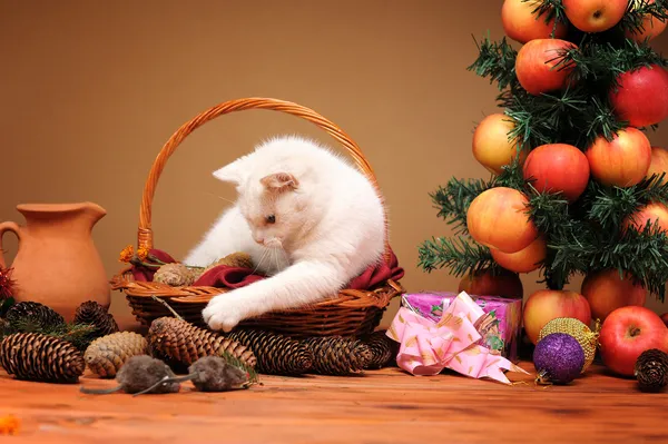 Gatto bianco che gioca con topi peluche — Foto Stock